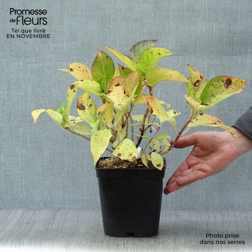 Exemplar von Hydrangea macrophylla Mousseline - Bauernhortensie Topf mit 2L/3L wie im Herbst geliefert