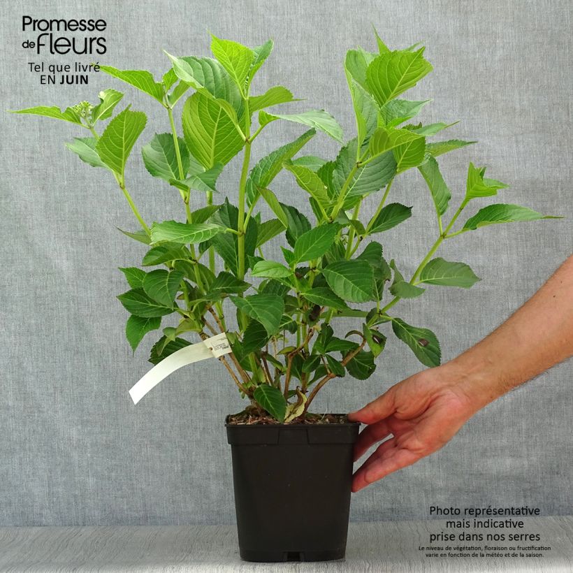 Exemplar von Hydrangea macrophylla Mousseline - Bauernhortensie Topf mit 2L/3L wie im Sommer geliefert