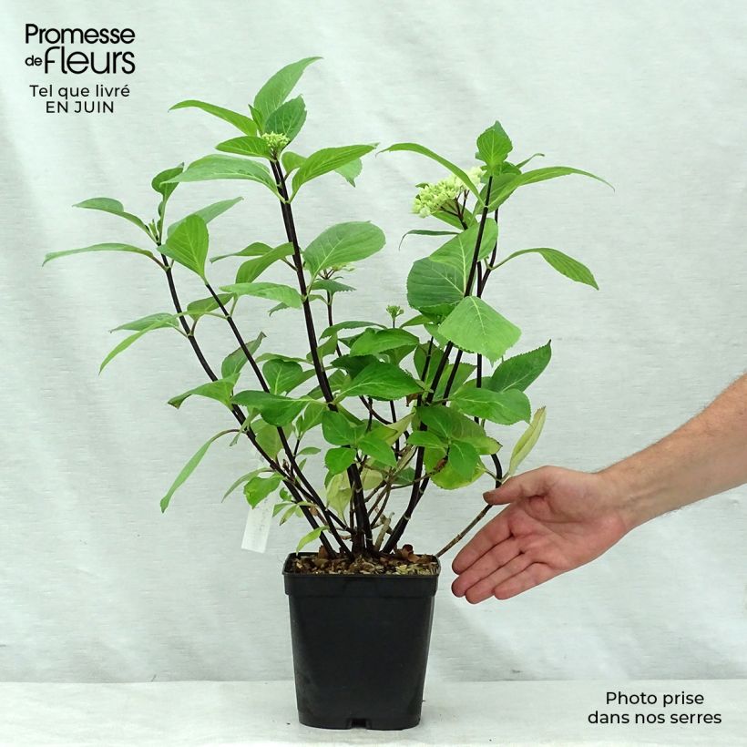 Exemplar von Hydrangea macrophylla Nigra - Bauernhortensie Topf mit 2L/3L wie im Sommer geliefert