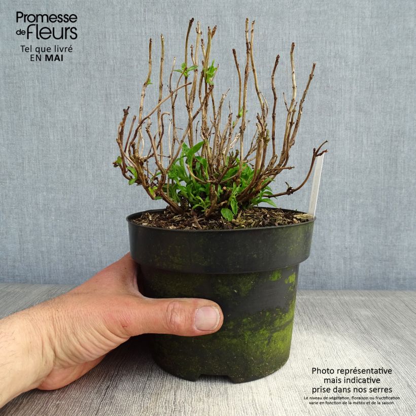 Exemplar von Hydrangea macrophylla Pia - Bauernhortensie Topf mit 2L/3L wie im Frühjahr geliefert