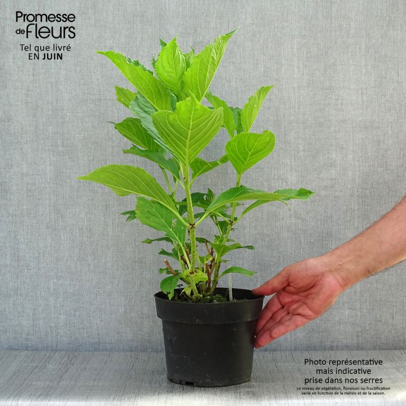 Exemplar von Hydrangea macrophylla Princess Diana - Bauernhortensie Topf mit 3L/4L wie im Sommer geliefert