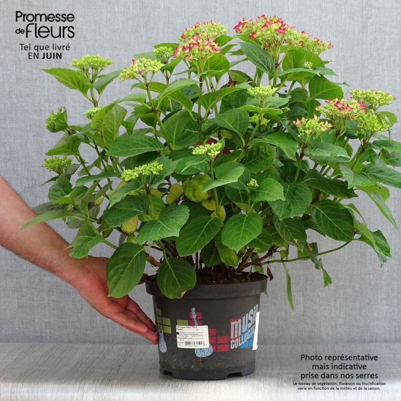 Exemplar von Hydrangea macrophylla Music Collection Red Reggae - Bauernhortensie Topf mit 4L/5L wie im Sommer geliefert