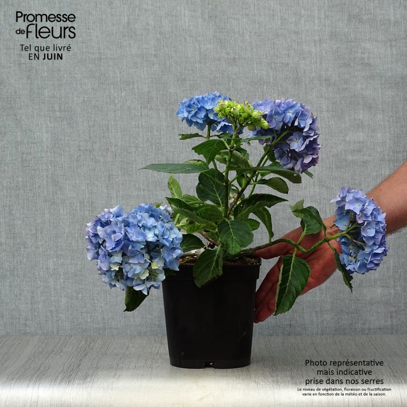 Exemplar von Hydrangea macrophylla Renate Steiniger - Bauernhortensie Topf mit 2L/3L wie im Sommer geliefert