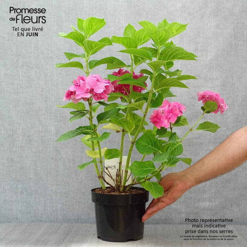 Exemplar von Hydrangea macrophylla Rosita - Bauernhortensie Topf mit 2L/3L wie im Sommer geliefert