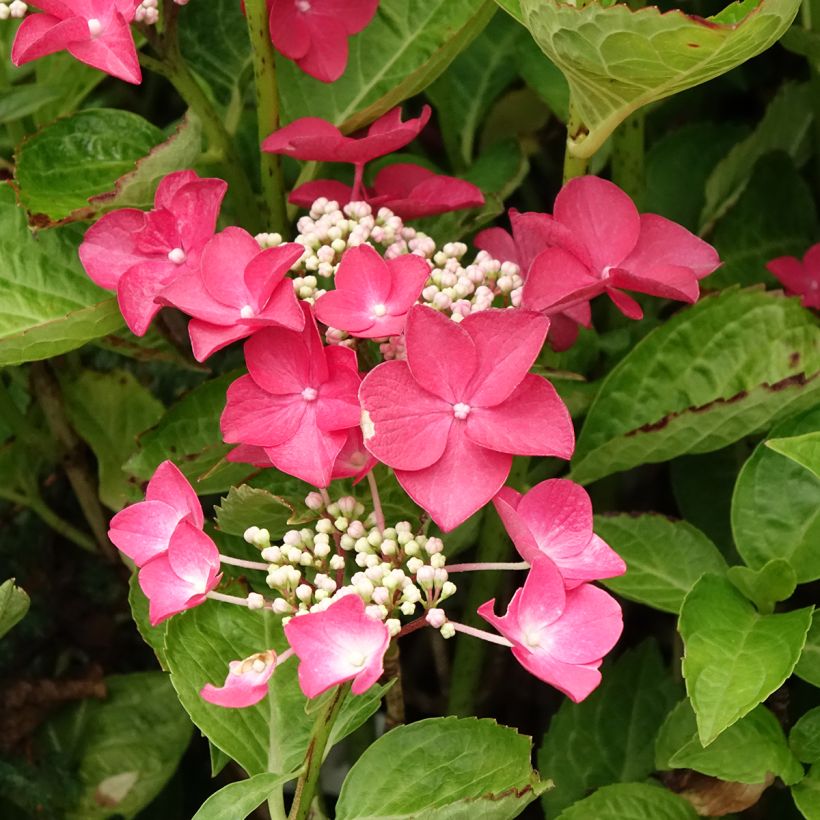 Hydrangea macrophylla Rotschwanz - Bauernhortensie (Blüte)
