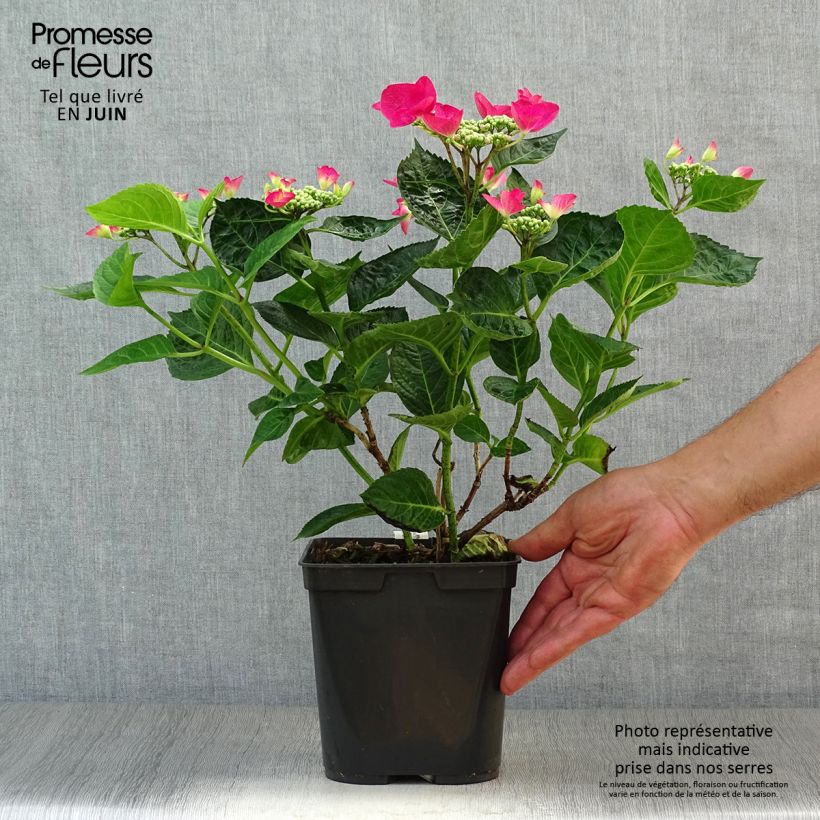 Exemplar von Hydrangea macrophylla Rotschwanz - Bauernhortensie Topf mit 2L/3L wie im Sommer geliefert