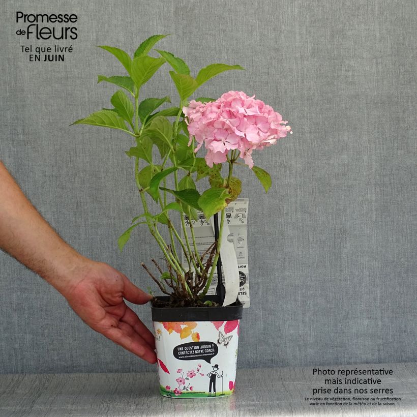 Exemplar von Hydrangea macrophylla So Long Sunny - Bauernhortensie Topf mit 2L/3L wie im Sommer geliefert