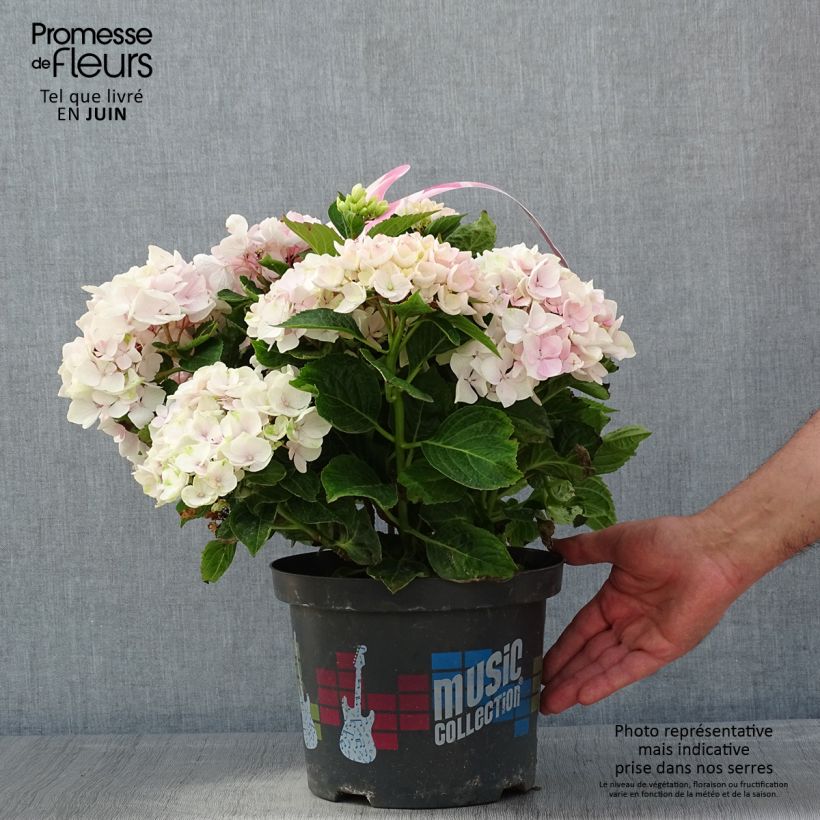 Exemplar von Hydrangea macrophylla Soft Pink Salsa - Bauernhortensie Topf mit 4L/5LGelieferte Höhe ca. 30/40cm wie im Frühjahr geliefert
