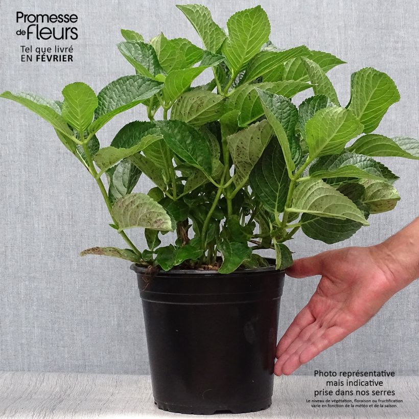 Exemplar von Hydrangea macrophylla Star Gazer Blue - Bauernhortensie Topf mit 4L/5L wie im Herbst geliefert