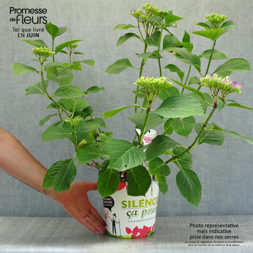 Exemplar von Hydrangea macrophylla Star Gazer Blue - Bauernhortensie Topf mit 4L/5L wie im Sommer geliefert