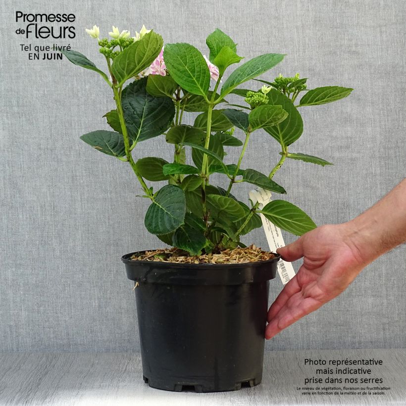 Exemplar von Hydrangea macrophylla Stargazer - Bauernhortensie Topf mit 4L/5L wie im Sommer geliefert