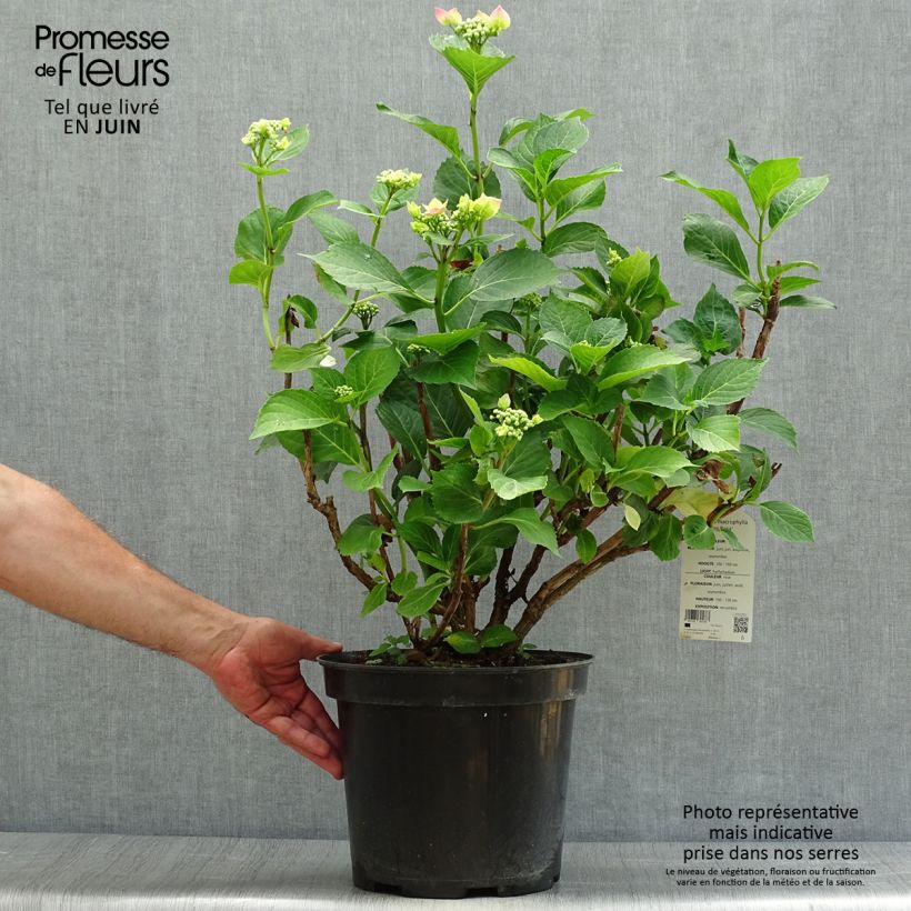 Exemplar von Hydrangea macrophylla Teller Pink - Bauernhortensie Topf mit 7,5L/10L wie im Sommer geliefert