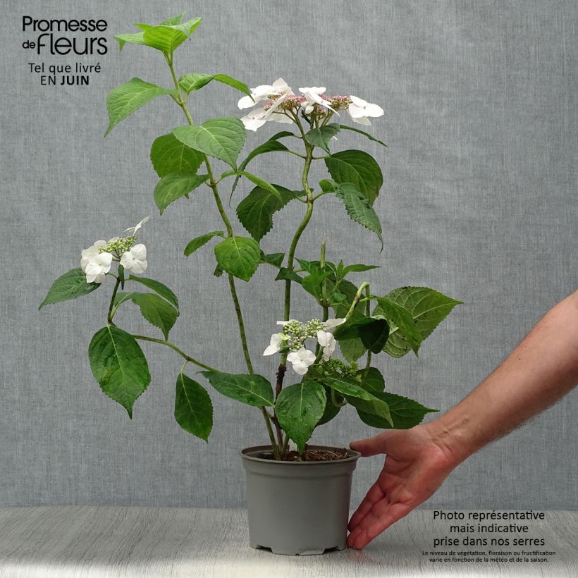 Exemplar von Hydrangea macrophylla Veitchii - Bauernhortensie Topf mit 2L/3L wie im Sommer geliefert