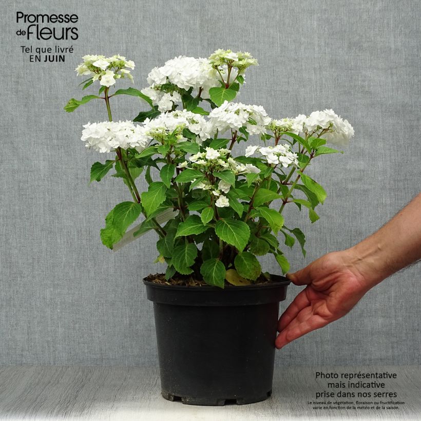 Exemplar von Hydrangea macrophylla Wedding Gown - Bauernhortensie Topf mit 4L/5L wie im Sommer geliefert