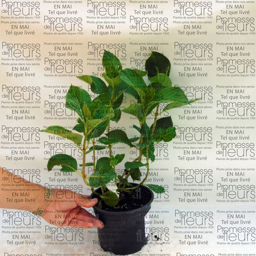 Beispiel eines Exemplars von Hydrangea macrophylla Tea Time Together - Bauernhortensie Topf mit 2L/3L wie geliefert