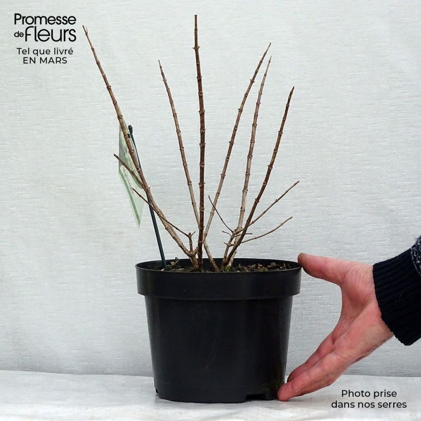 Exemplar von Rispenhortensie Bobo - Hydrangea paniculata Topf mit 3L/4LGelieferte Höhe ca. 20/30cm wie im Frühjahr geliefert