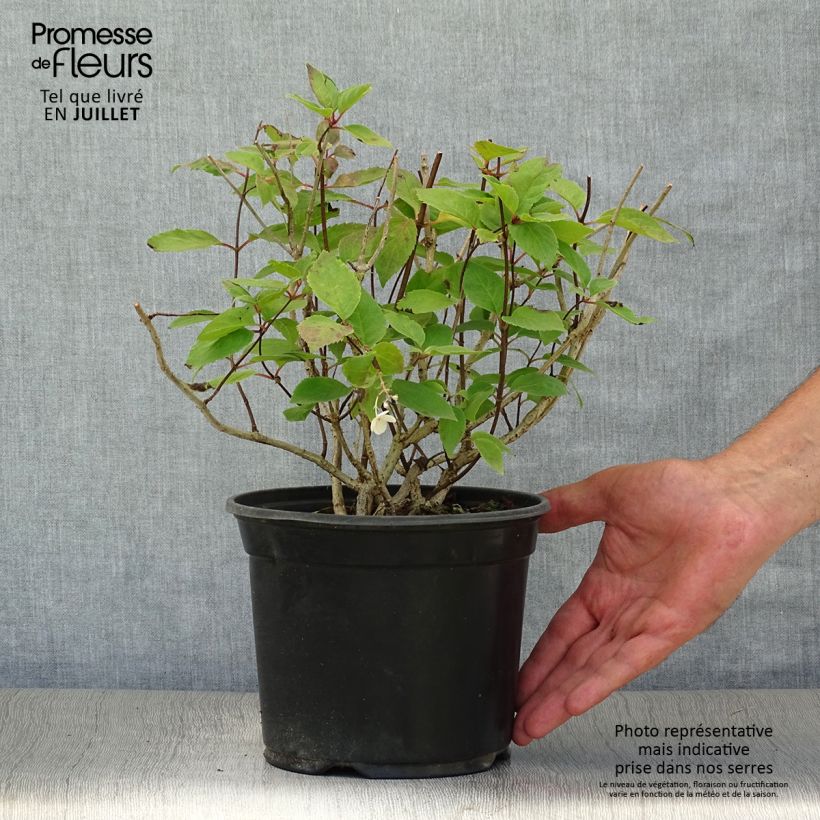 Exemplar von Rispenhortensie Bombshell - Hydrangea paniculata Topf mit 2L/3L wie im Sommer geliefert