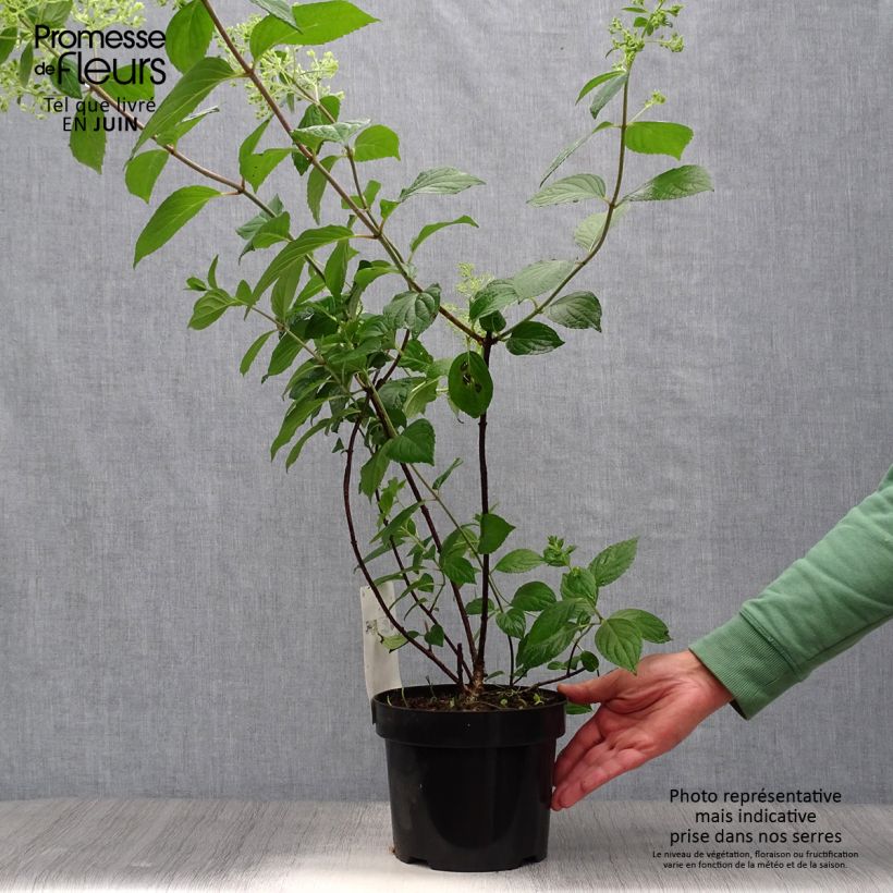 Exemplar von Rispenhortensie Diamantino - Hydrangea paniculata Topf mit 3L/4L wie im Sommer geliefert