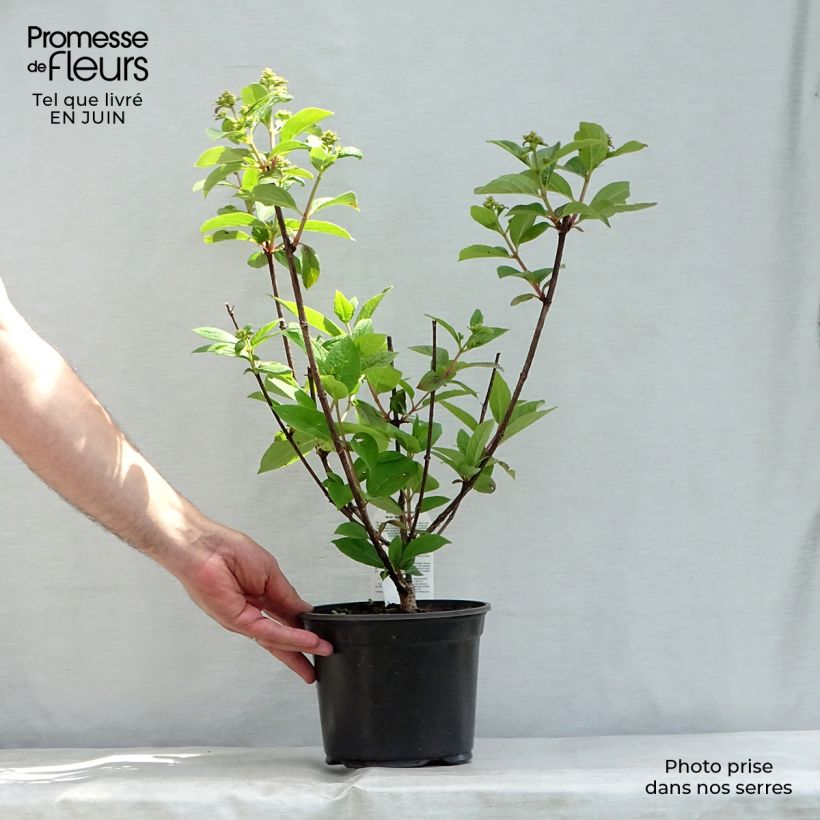 Exemplar von Rispenhortensie Early Sensation - Hydrangea paniculata Topf mit 3L/4L wie im Sommer geliefert