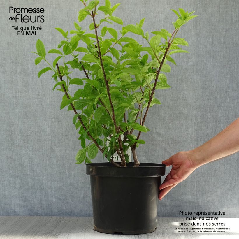 Exemplar von Rispenhortensie Fraise Melba - Hydrangea paniculata Topf mit 7,5L/10L wie im Frühjahr geliefert
