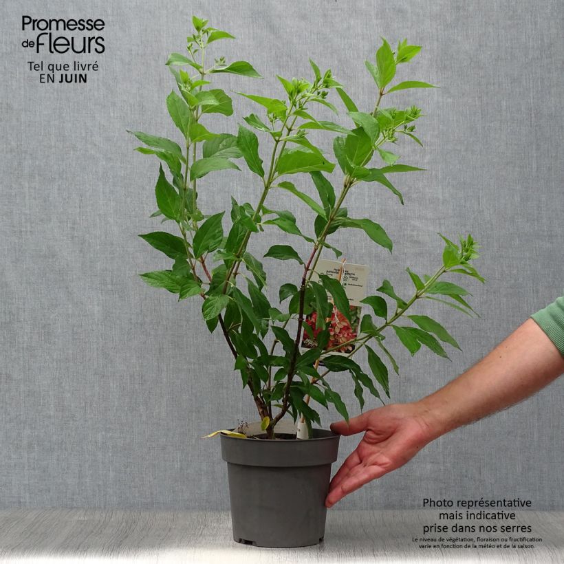 Exemplar von Rispenhortensie Graffiti - Hydrangea paniculata Topf mit 4L/5L wie im Sommer geliefert