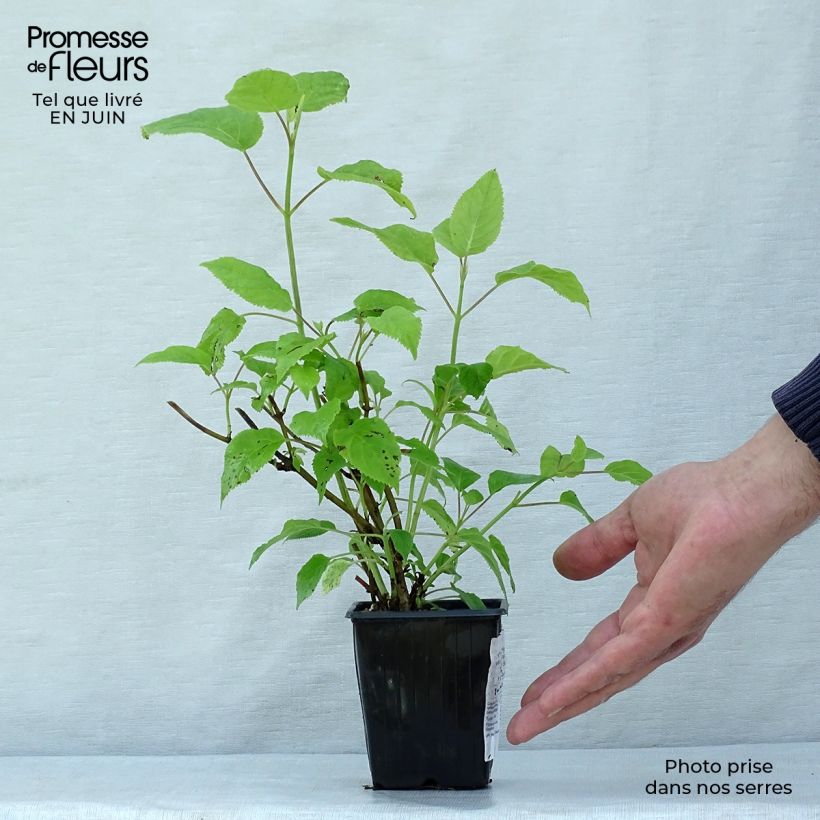 Exemplar von Rispenhortensie Grandiflora - Hydrangea paniculata Kleine Töpfe von 8/9 cm wie im Sommer geliefert