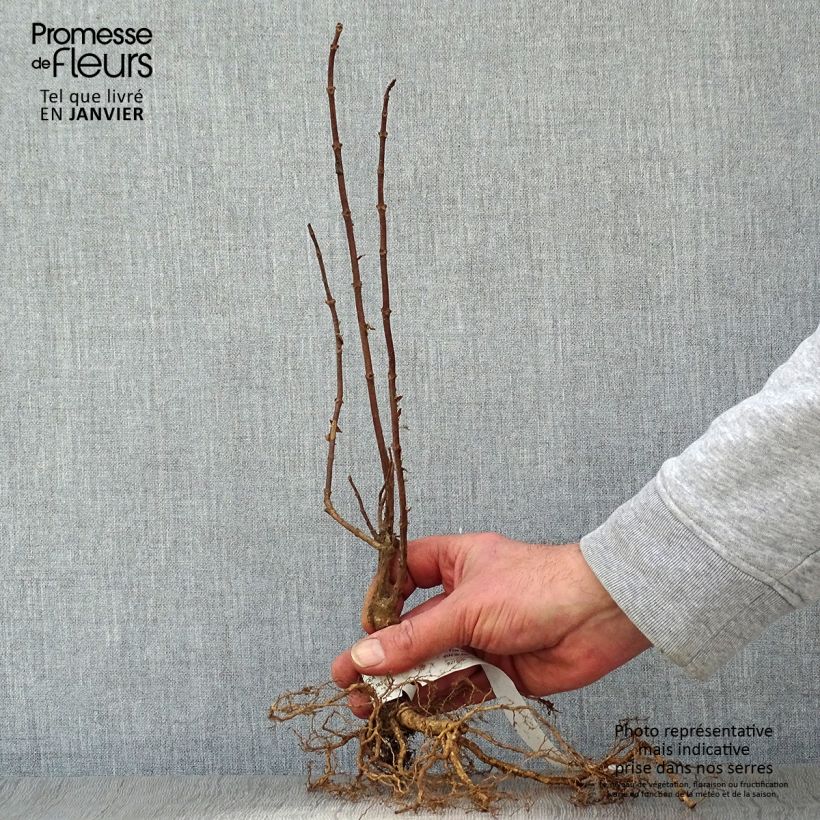 Exemplar von Rispenhortensie Grandiflora - Hydrangea paniculata Wurzelnackt wie im Winter geliefert