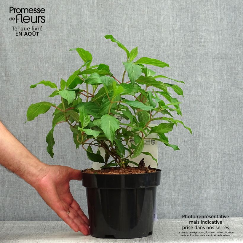 Exemplar von Rispenhortensie Great Star Le Vasterival - Hydrangea paniculata Topf mit 3L/4L wie im Sommer geliefert