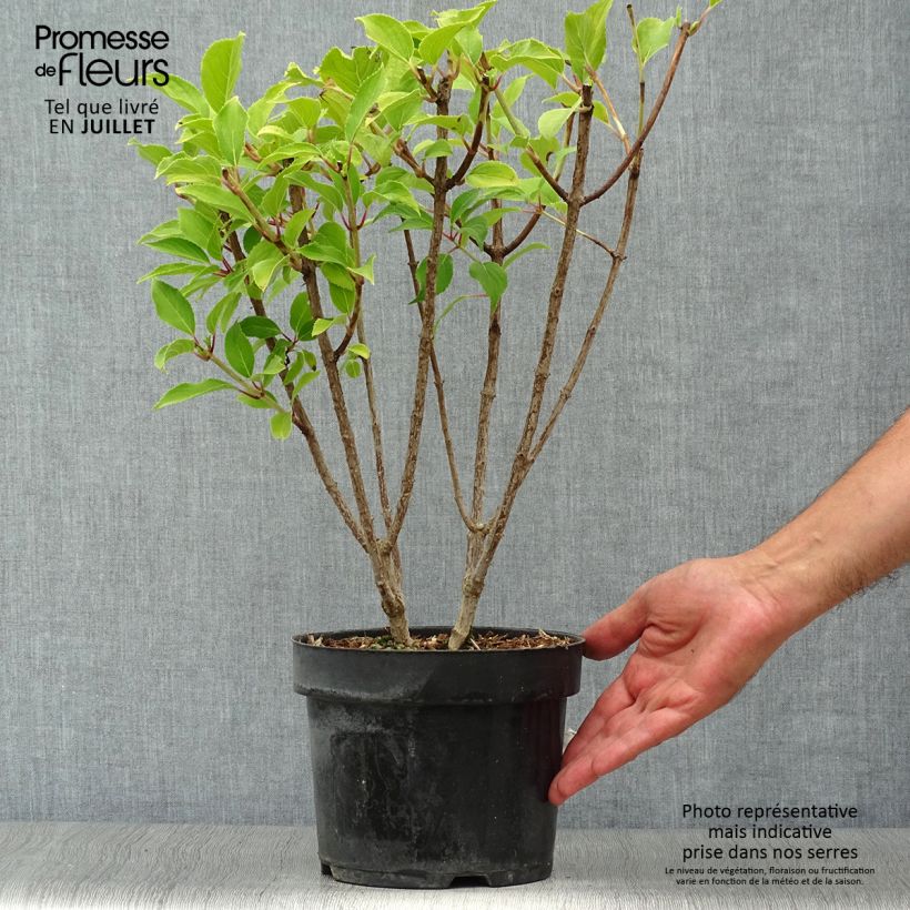 Exemplar von Rispenhortensie Kyushu - Hydrangea paniculata Topf mit 3L/4L wie im Sommer geliefert