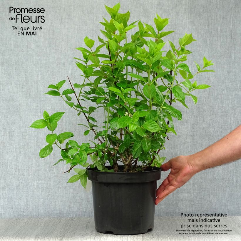Exemplar von Rispenhortensie Limelight - Hydrangea paniculata Topf mit 6L/7LGelieferte Höhe ca. 50+cm wie im Frühjahr geliefert