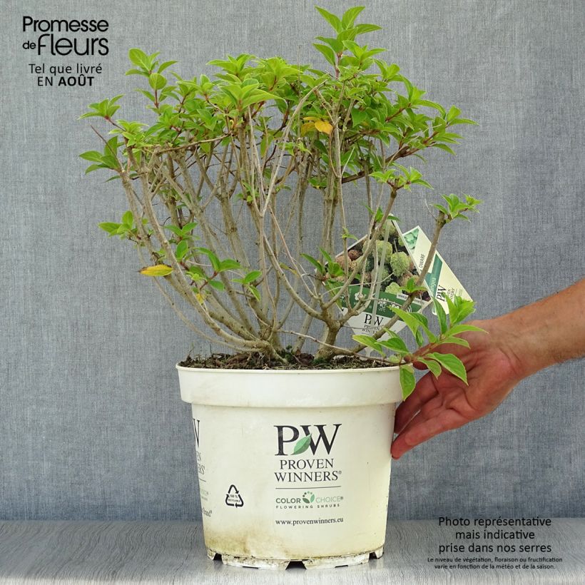 Exemplar von Rispenhortensie Little Lime - Hydrangea paniculata Topf mit 7,5L/10L wie im Sommer geliefert