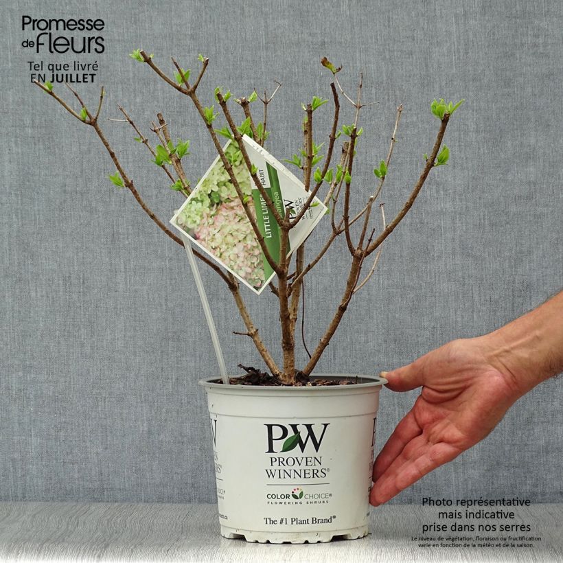 Exemplar von Rispenhortensie Little Lime - Hydrangea paniculata Topf mit 3L/4L wie im Sommer geliefert