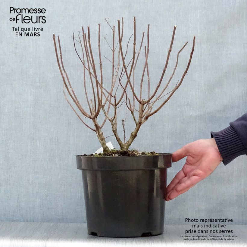 Exemplar von Rispenhortensie Pastelgreen - Hydrangea paniculata Topf mit 7,5L/10L wie im Frühjahr geliefert