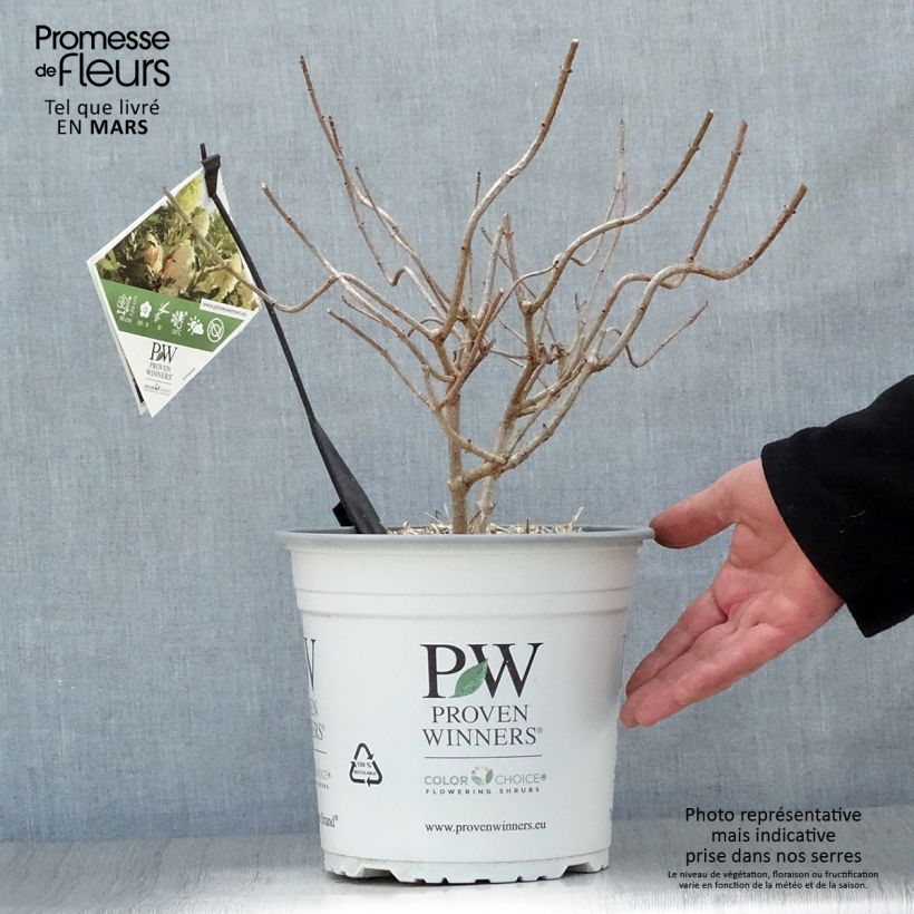 Exemplar von Rispenhortensie Pinkachu - Hydrangea paniculata Topf mit 3L/4LGelieferte Höhe ca. 40/50cm wie im Frühjahr geliefert
