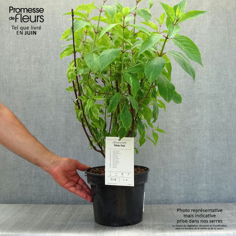 Exemplar von Rispenhortensie Shikoku Flash - Hydrangea paniculata Topf mit 4L/5L wie im Sommer geliefert