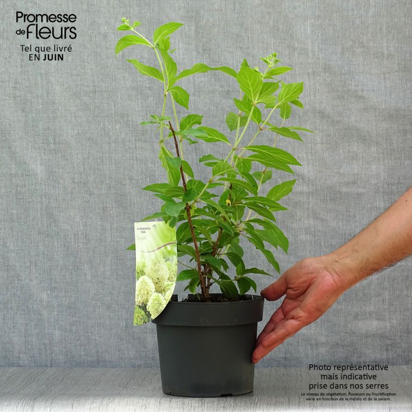 Exemplar von Rispenhortensie Skyfall - Hydrangea paniculata Topf mit 3L/4L wie im Sommer geliefert