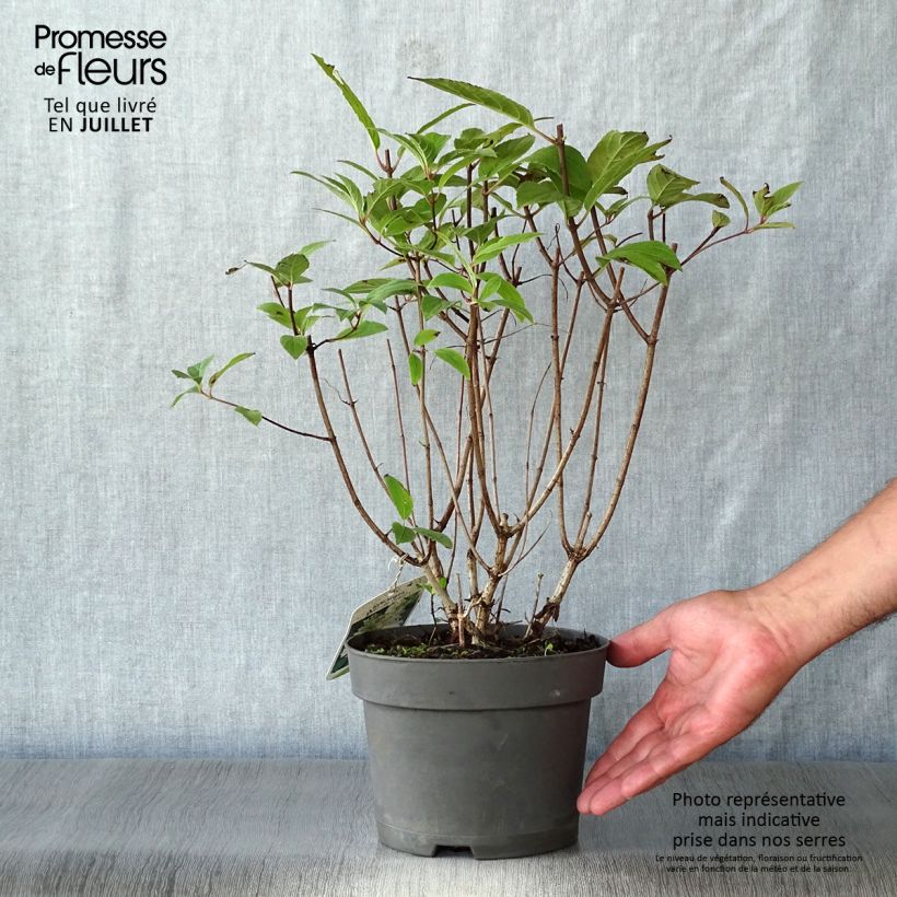 Exemplar von Rispenhortensie Unique - Hydrangea paniculata Topf mit 2L/3L wie im Sommer geliefert
