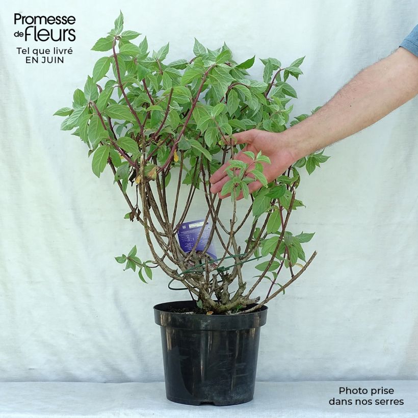 Exemplar von Rispenhortensie Vanille Fraise - Hydrangea paniculata Topf mit 7,5L/10L wie im Sommer geliefert