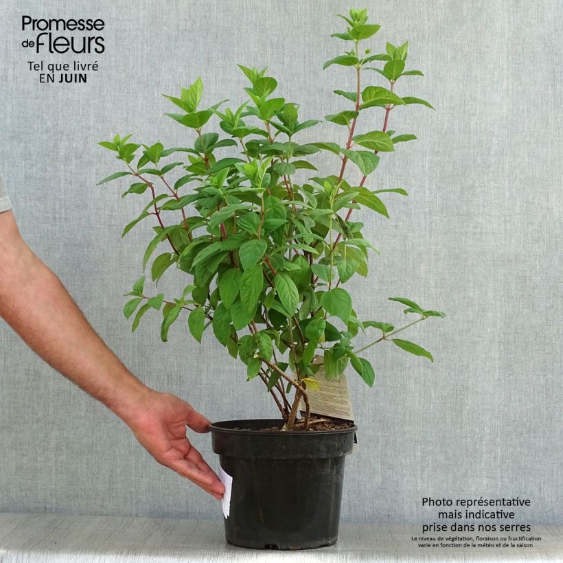 Exemplar von Rispenhortensie White Diamond - Hydrangea paniculata Topf mit 3L/4L wie im Sommer geliefert