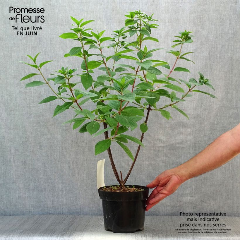 Exemplar von Rispenhortensie Wim's red - Hydrangea paniculata Topf mit 3L/4L wie im Sommer geliefert