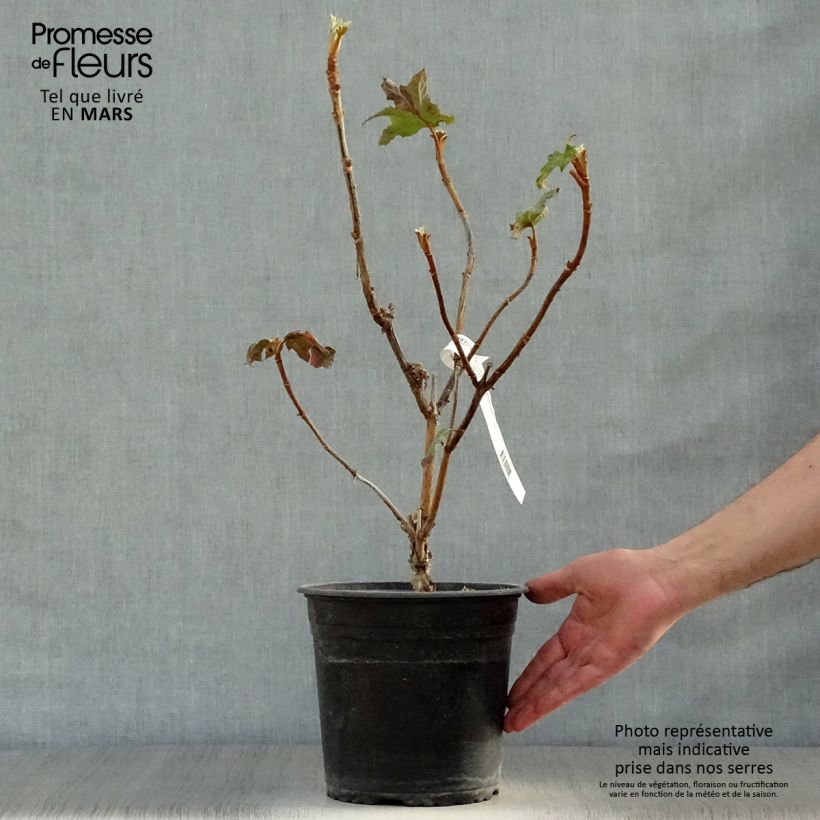 Exemplar von Eichenblatt-Hortensie Applause - Hydrangea quercifolia Topf mit 4L/5LGelieferte Höhe ca. 50/60cm wie im Frühjahr geliefert