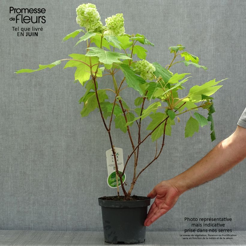 Exemplar von Eichenblatt-Hortensie Harmony - Hydrangea quercifolia Topf mit 2L/3L wie im Sommer geliefert