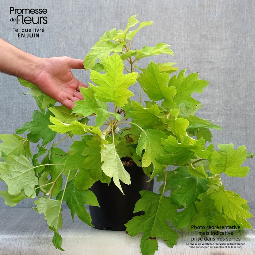 Exemplar von Eichenblatt-Hortensie Little Honey - Hydrangea quercifolia Topf mit 4L/5L wie im Sommer geliefert