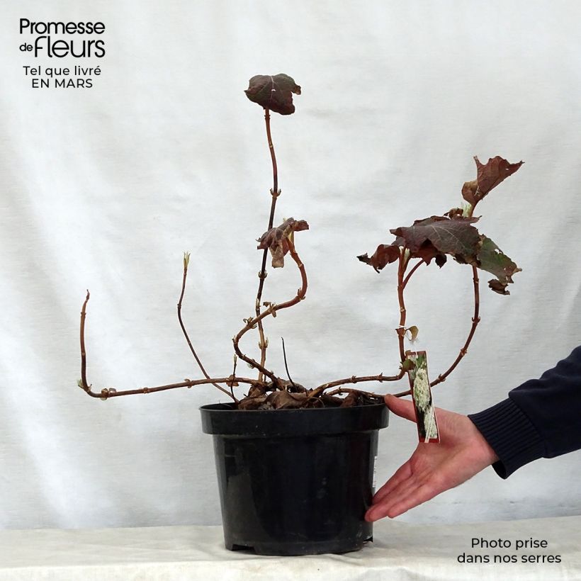Exemplar von Eichenblatt-Hortensie Snow Queen - Hydrangea quercifolia Topf mit 7,5L/10L wie im Frühjahr geliefert