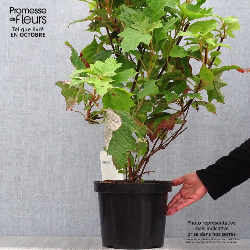 Exemplar von Eichenblatt-Hortensie Snow Queen - Hydrangea quercifolia Topf mit 4L/5L wie im Herbst geliefert