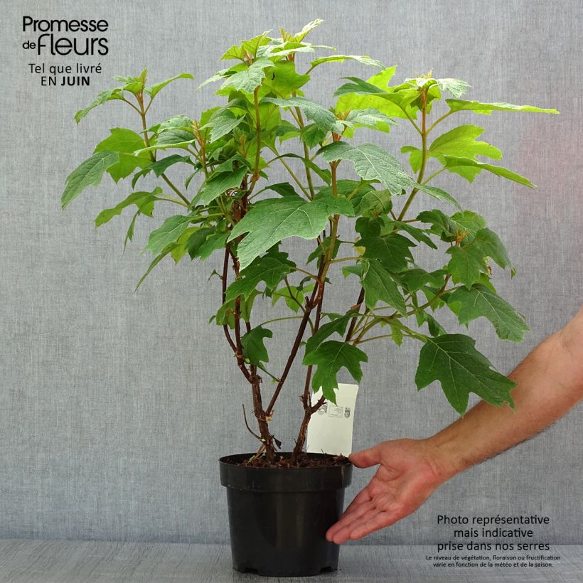 Exemplar von Eichenblatt-Hortensie Snow Queen - Hydrangea quercifolia Topf mit 2L/3L wie im Sommer geliefert
