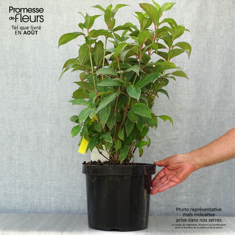 Exemplar von Hydrangea serrata Avelroz - Tellerhortensie Topf mit 7,5L/10L wie im Sommer geliefert