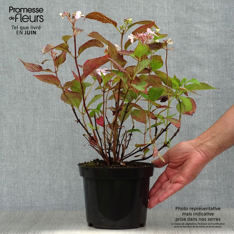 Exemplar von Hydrangea serrata Blue Bird - Tellerhortensie Topf mit 3L/4L wie im Sommer geliefert