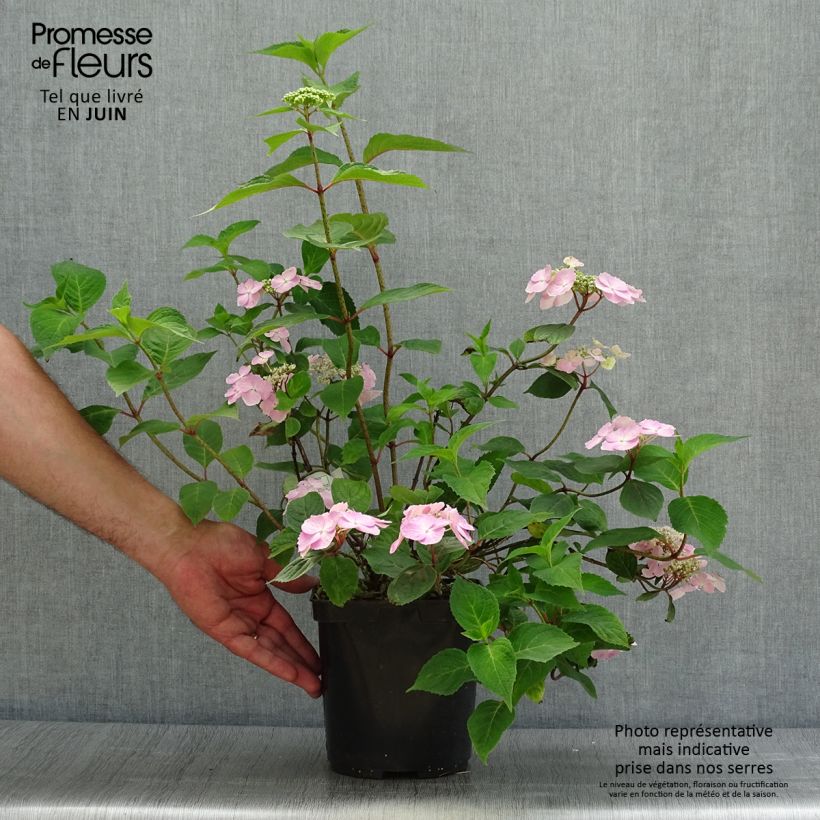 Exemplar von Hydrangea serrata Graciosa - Tellerhortensie Topf mit 2L/3L wie im Sommer geliefert