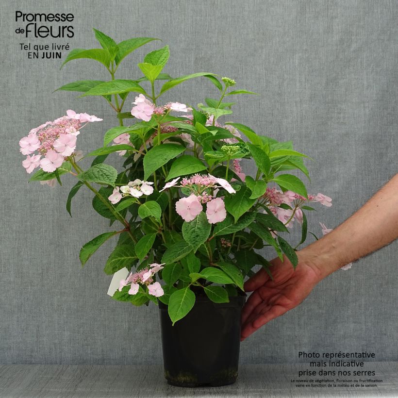 Exemplar von Hydrangea serrata Klaveren - Tellerhortensie Topf mit 2L/3L wie im Sommer geliefert